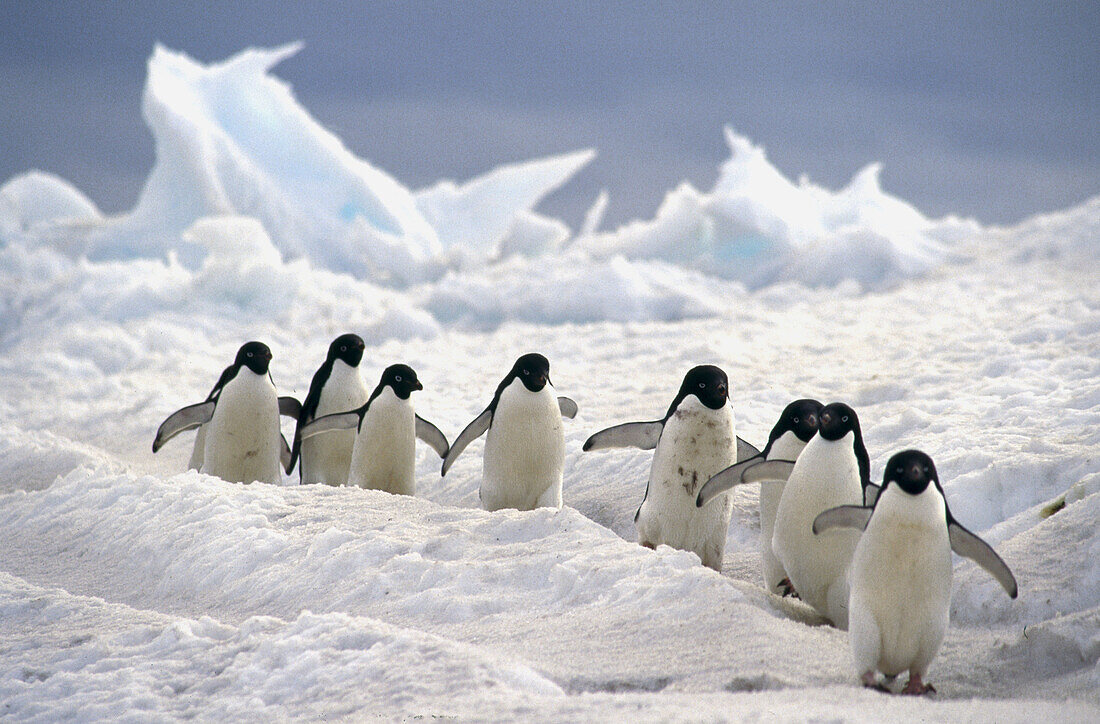 Adelie Penguin (Pygoscelis adeliae), commuters travelling down well worn pathways. Franklin Island, Ross Sea, Antarctica