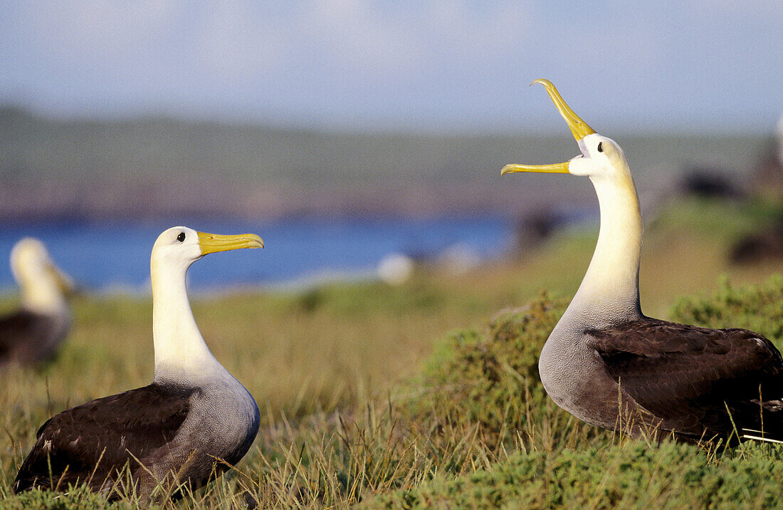 Waved Albatross (Diomedea irrorata) courtship dance. Punta Cevalión, Española (Hood Island). Galápagos Islands