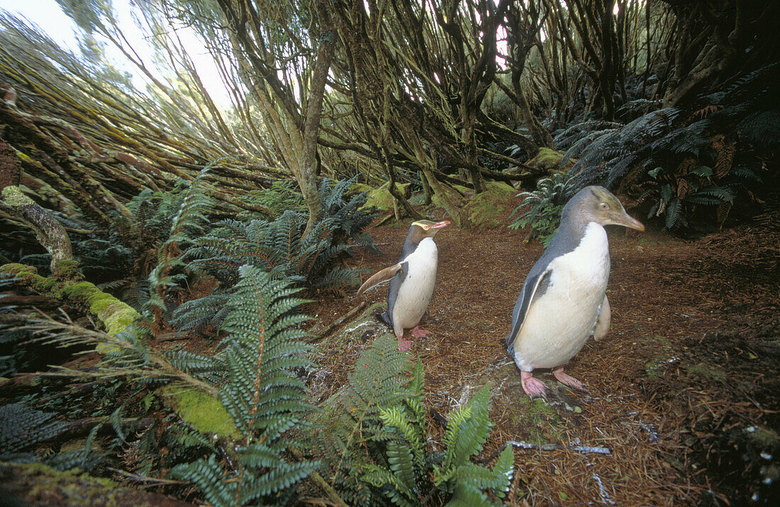 Yellow-eyed Penguin (Megadyptes antipodes), endagered species. North-West Bay, Campbell Island, New Zealand