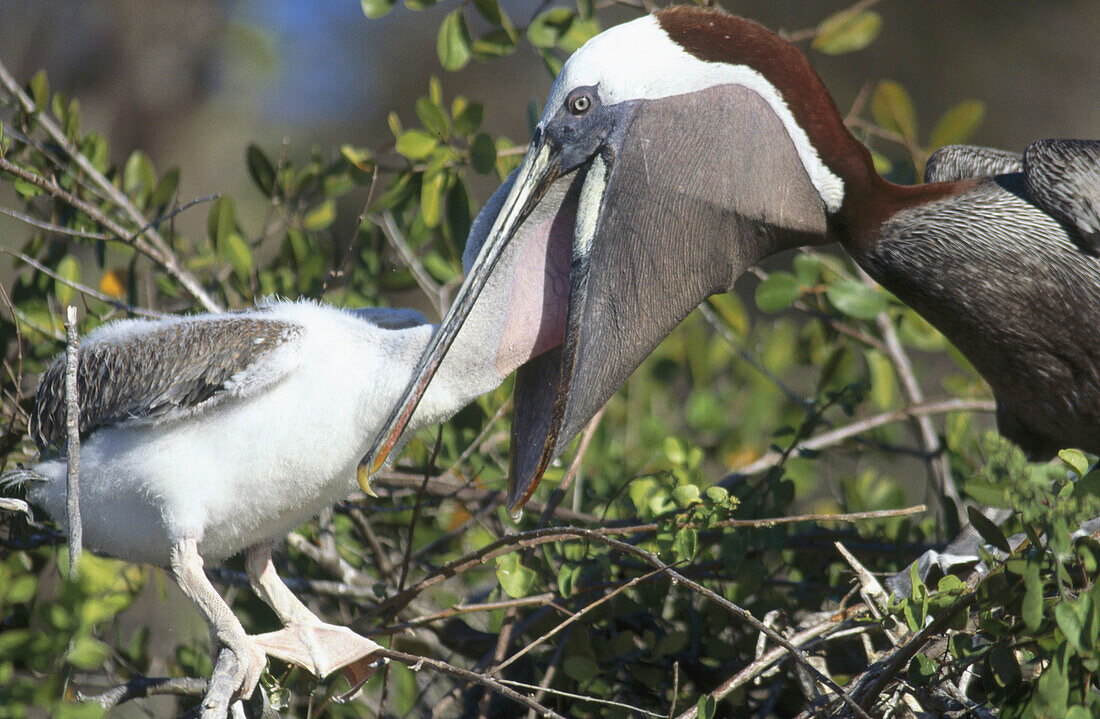 Brown Pelicans (Pelecanus occidentalis). Parent feeding chick. Galápagos Islands, Ecuador