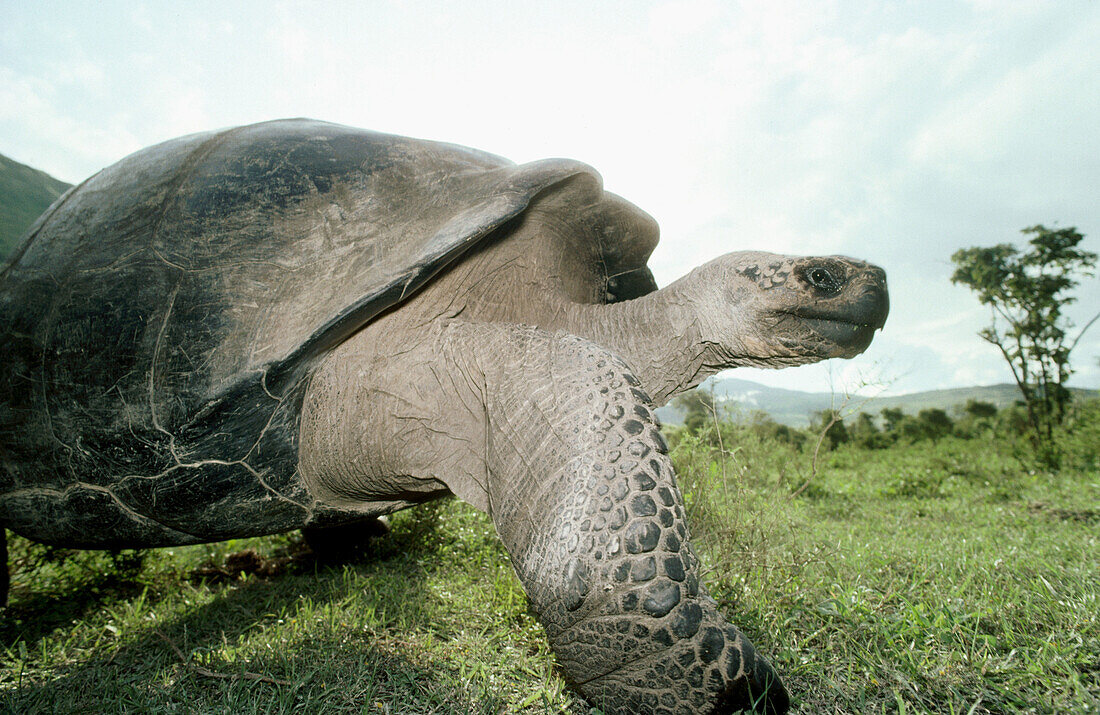 Galápagos Giant Tortoise (Geochelone elephantopus vandenburghi). Isabela Island, Galapagos Island, Ecuador