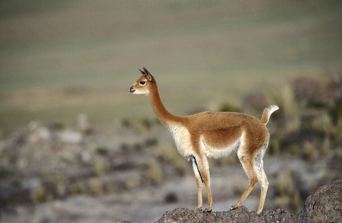 Vicuña (Lama Vicugna). Alert male surveying territory. National Reserve of Pampa Galeras. Peruvian Andes