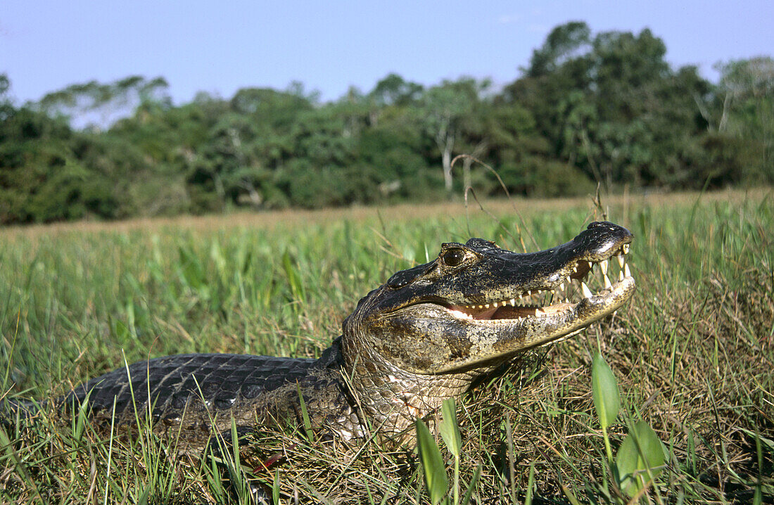 Yacare Caiman (Caiman crocodylus yacare). Pantanal, Brazil
