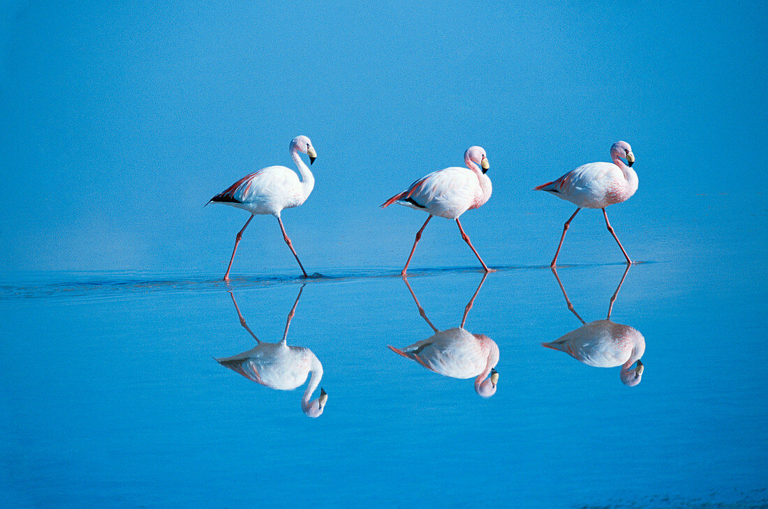 Puna Flamingo (Phoenicoparrus jamesi), rare highly adapted to feed on microscopic diatoms. Laguna Colorada, Bolivia