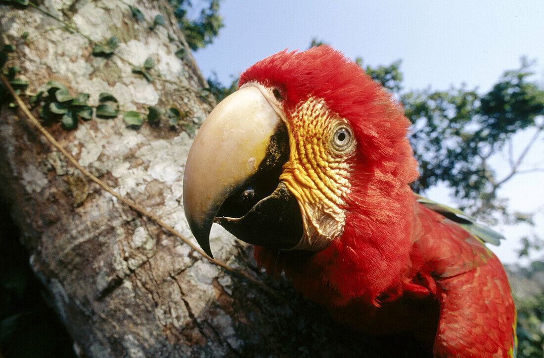 Green-winged Macaw (Ara chloroptera) foraging high in rainforest canopy. Upper Tambopata River, Tambopata-Candamo National Reserve. Peruvian Amazon