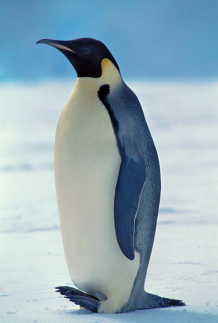 Emperor Penguin (Aptenodytes forsteri) breeds thru dark winter. Princess Martha coast, Weddell Sea, Antarctica