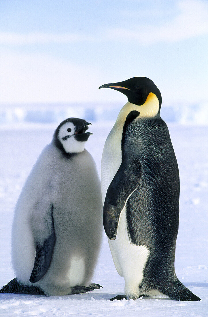 Emperor Penguin (Aptenodytes forsteri) parent and chick. Princess Martha coast, Weddell Sea, Antarctica