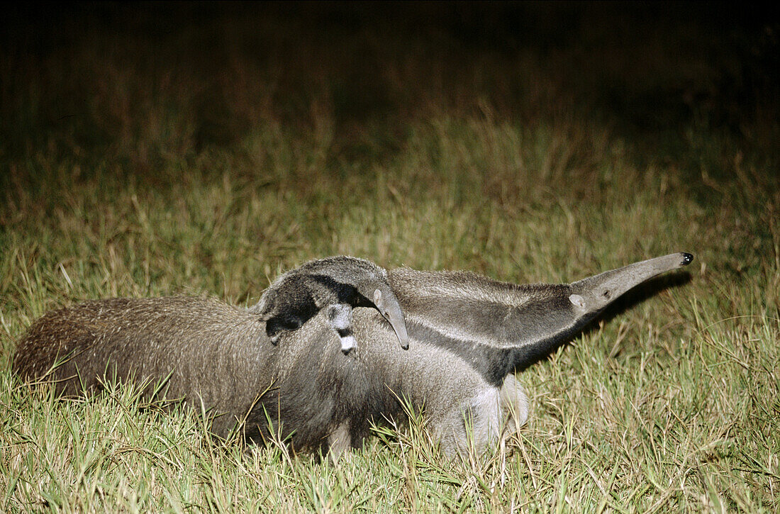 Giant Anteater (Myrmecophaga tridactyla), mother carrying young while searching for ants in savannah grasslands. Caiman Ecological Reserva, Pantanal, Brazil