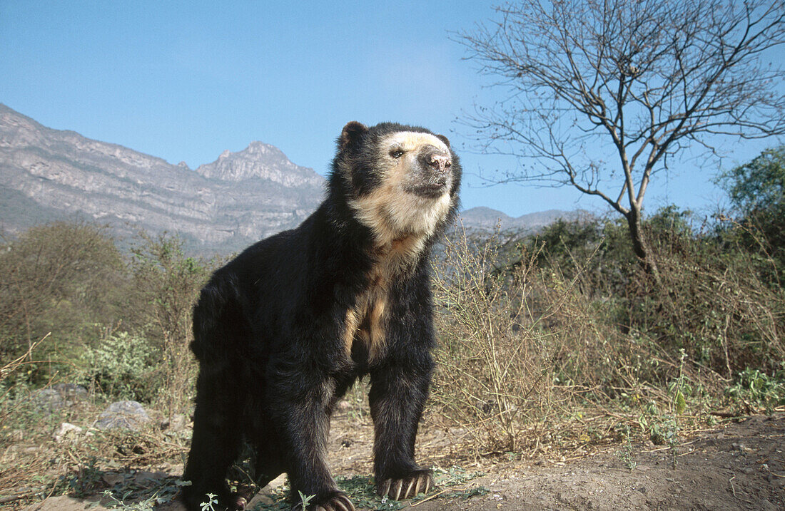 Captive Spectacled Bear (Tremarctos ornatus), old male in dry forest natural habitat. Rehabilitation centre in arid Andean foothills, Cerro Chaparri. Peru