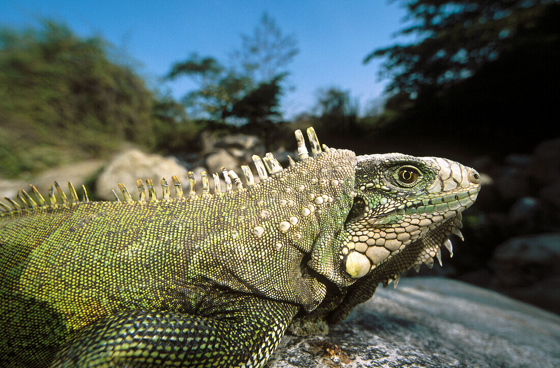 Green Iguana (Iguana iguana). Cerro Chaparri, Lambayeque. Peru