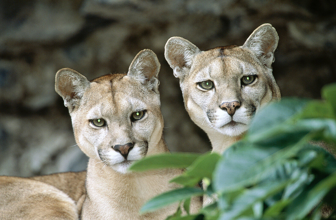 Puma (Felis concolor) found in Amazon rainforest, captive in Baños de Agua Santa zoo. Ecuador