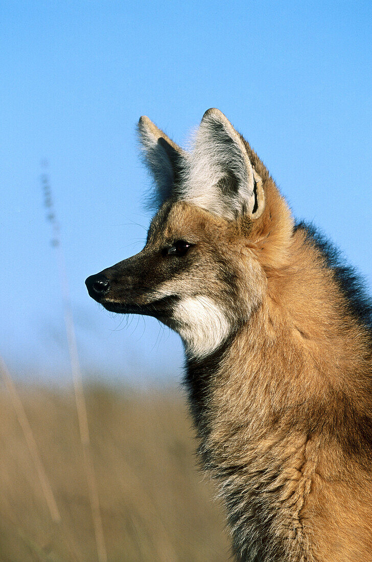 Maned Wolf (Chrysocyon brachyurus) in typical Cerrado grassland habitat. Serra da Canastra National Park, Brazil