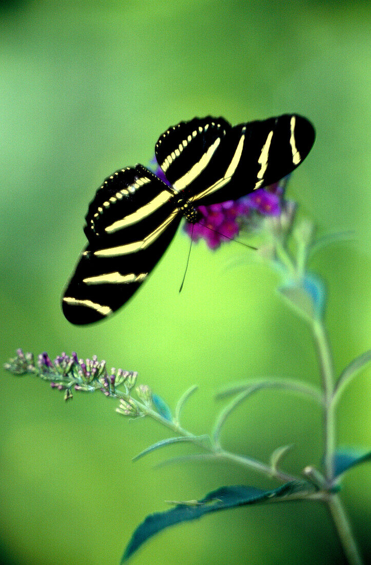 Zebra Longwing Butterfly (Heliconius charitonius)