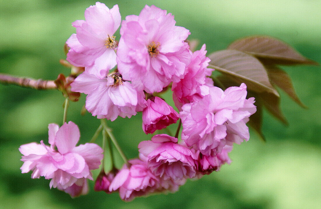 Japanese flowering Cherry (Prunus serrulata Sekiyama)