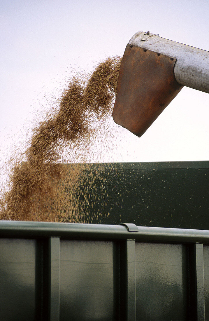Combine loading wheat into truck. Slovak Republic