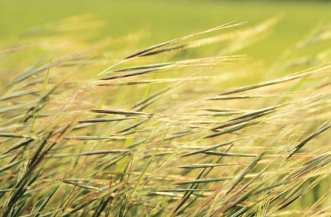 Bromegrass (Bromus sterilis). Tavernoles. Catalonia. Spain