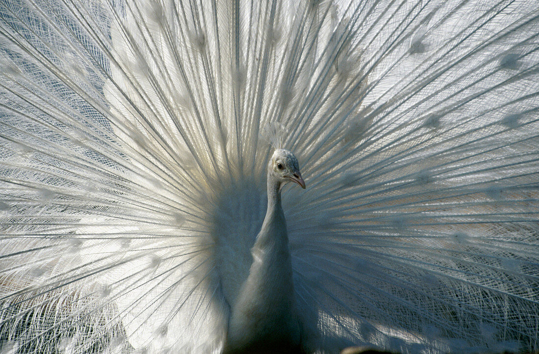 White Peacock (Pavo cristatus)