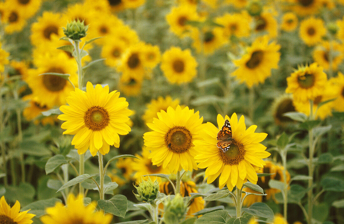 Sunflowers. Bavaria. Germany