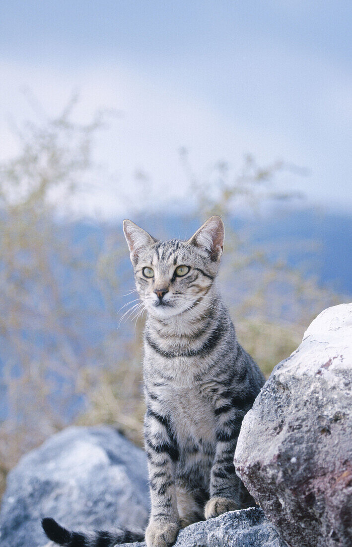 Domestic cat (Felis catus). Santorin. Greece