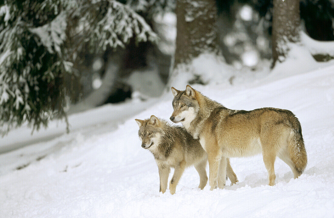 Wolves (Canis lupus)