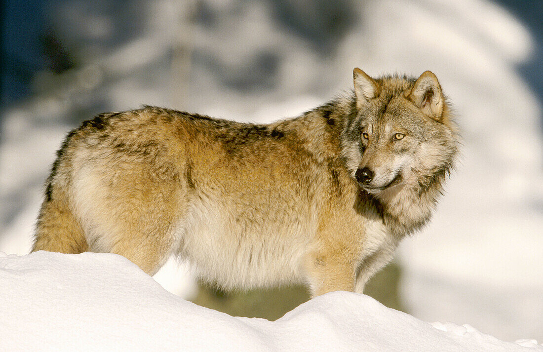 Wolf (Canis lupus)