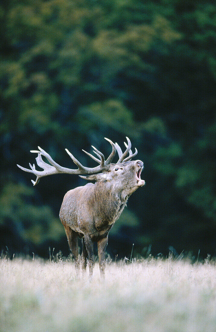 Red Deer (Cervus elaphus)