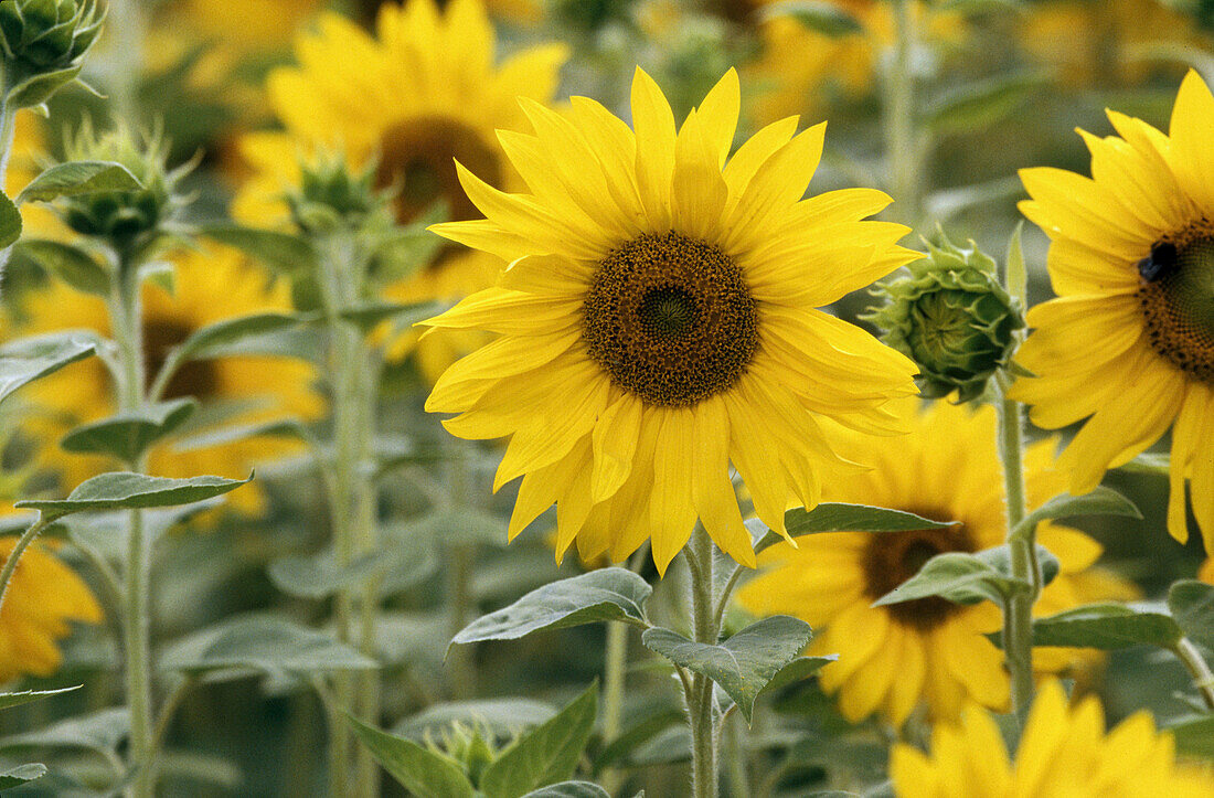 Sunflowers