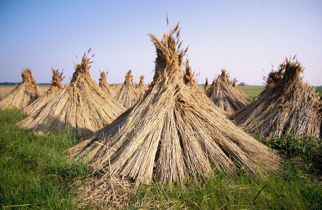 Reeds. Neusiedler See, Austria