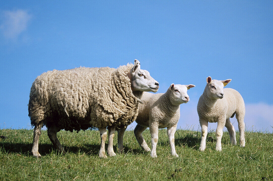Domestic sheep (Ovis aries)