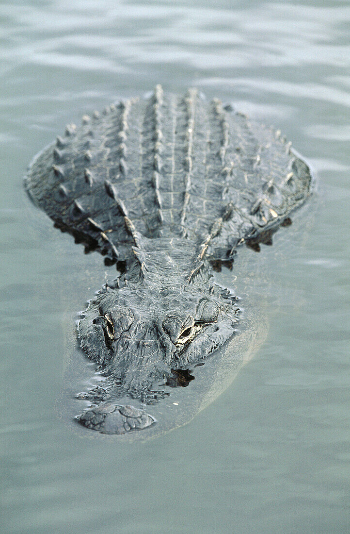 Alligator (Alligator mississippiensis). Florida, USA