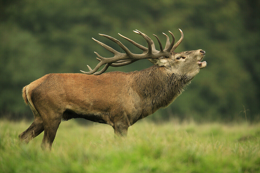 Red deer (Cervus elaphus)