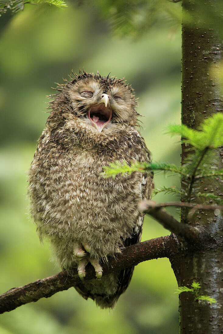 Ural owl (Strix uralensis) juvenile yawning