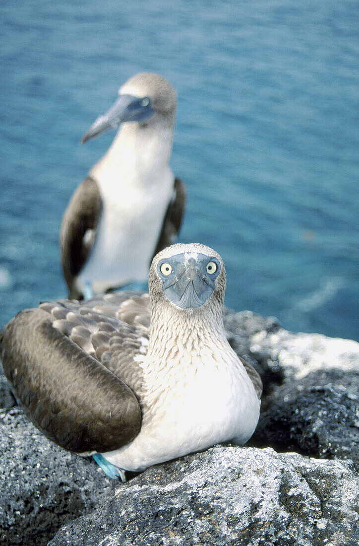 Bule-footed Boobies (Sula nebouxii). North Seymour Island. Galapagos Islands