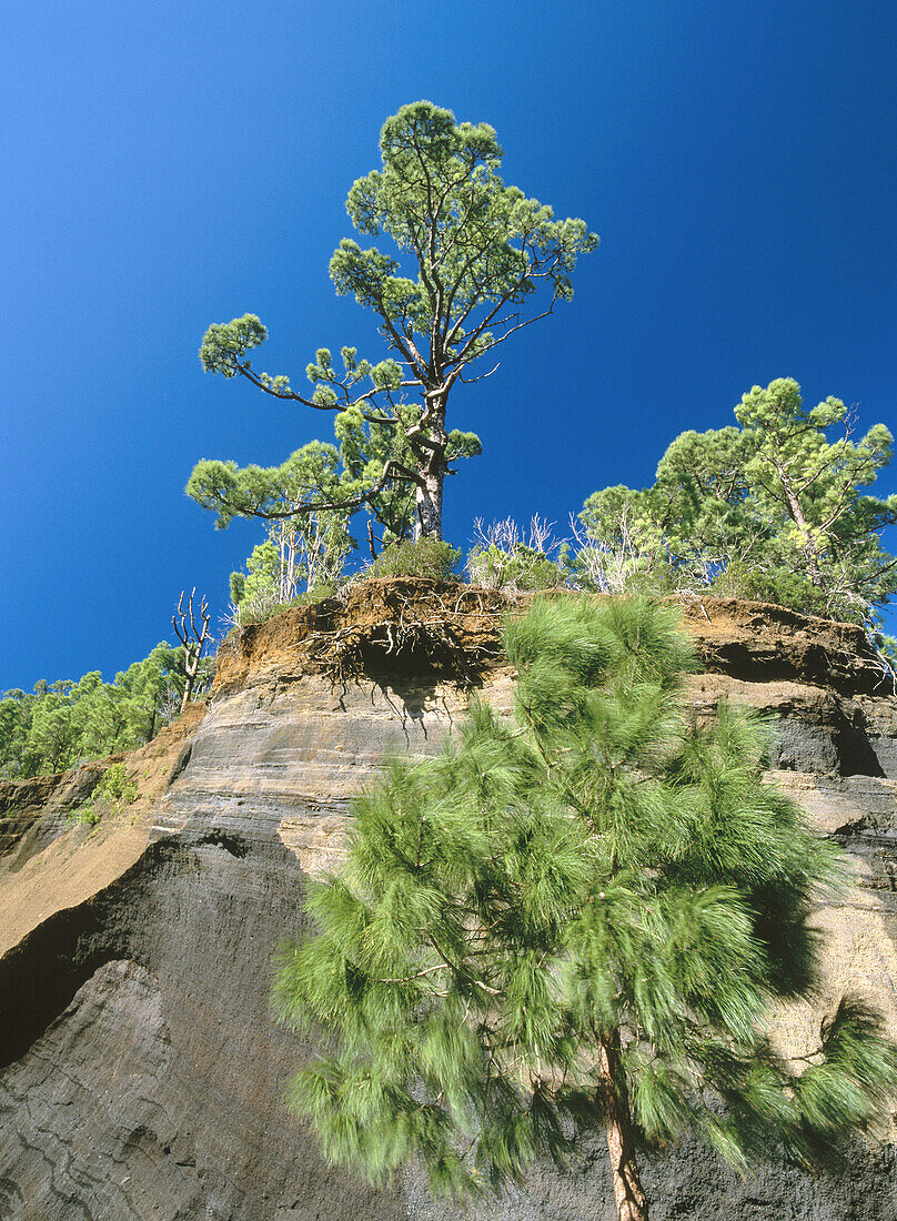 Canary Pines on volcanic lapillus. Teide slopes. Tenerife. Canary Islands