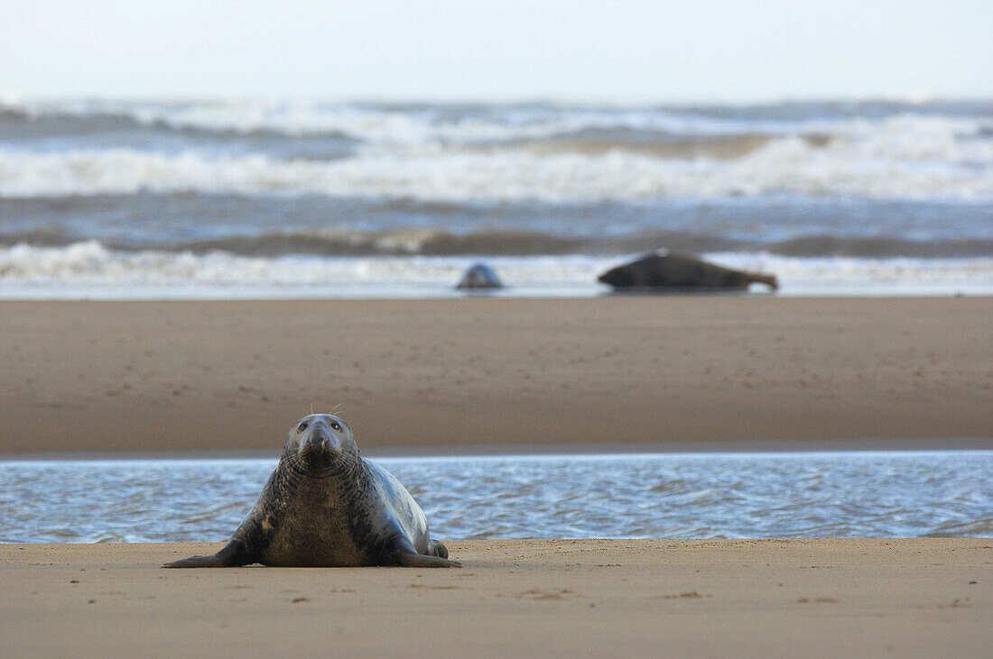 Male Grey Seal (Halichoerus grypus) on beach, Donna Nook National Nature Reserve, England. UK