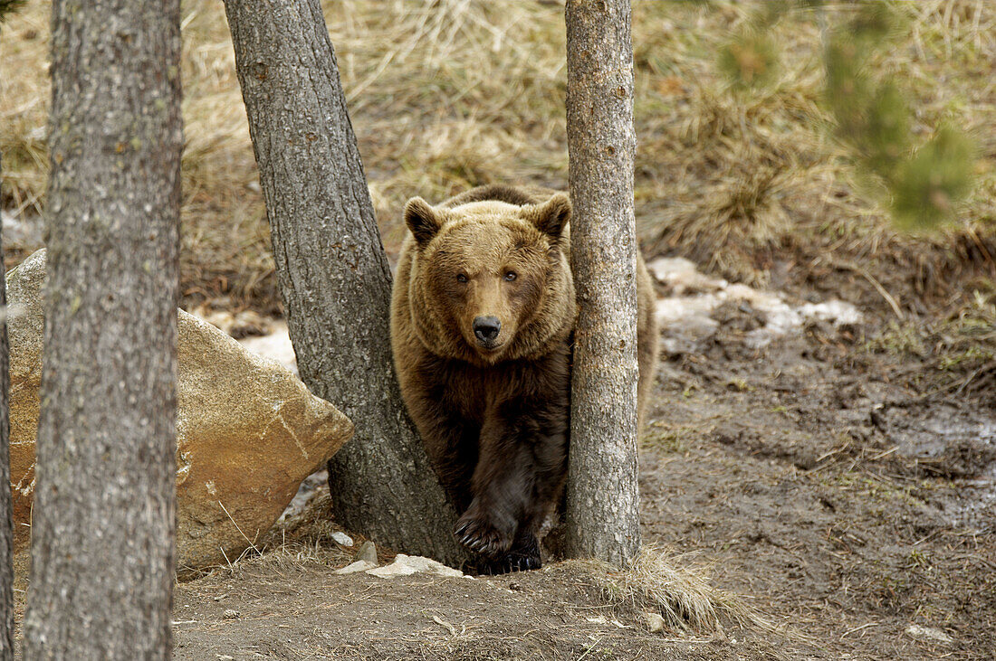 European Bear (Ursus arctos) using trees for fur scratching. Image obtained with captive animals, Spain.