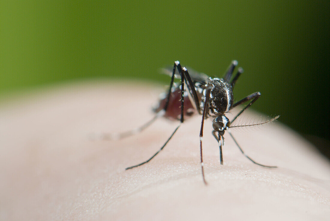 Female Asian Tiger Mosquito (Aedes albopictus) blood feeding on human skin, Spain