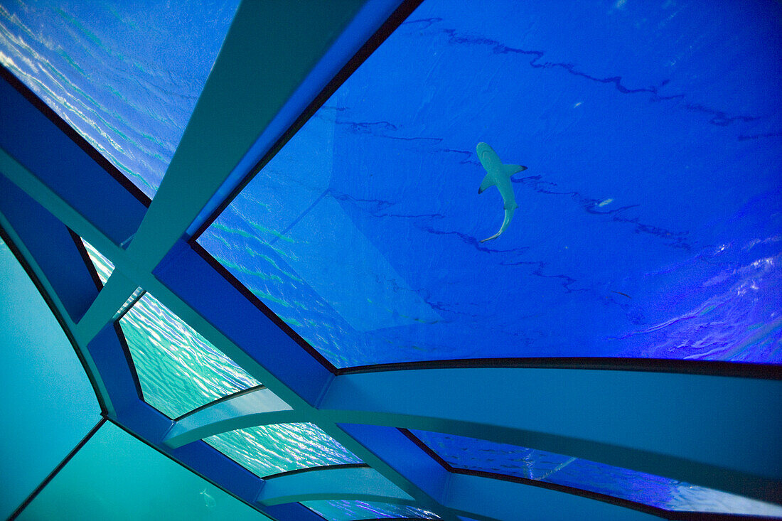 Kleiner Haifisch im Palma Aquarium, El Arenal, Playa de Palma, Mallorca, Balearen, Spanien, Europa