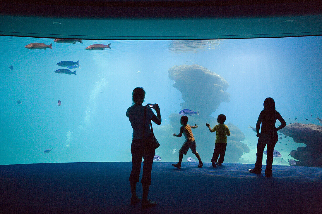 Familie bewundert Fische im Palma Aquarium, El Arenal, Playa de Palma, Mallorca, Balearen, Spanien, Europa