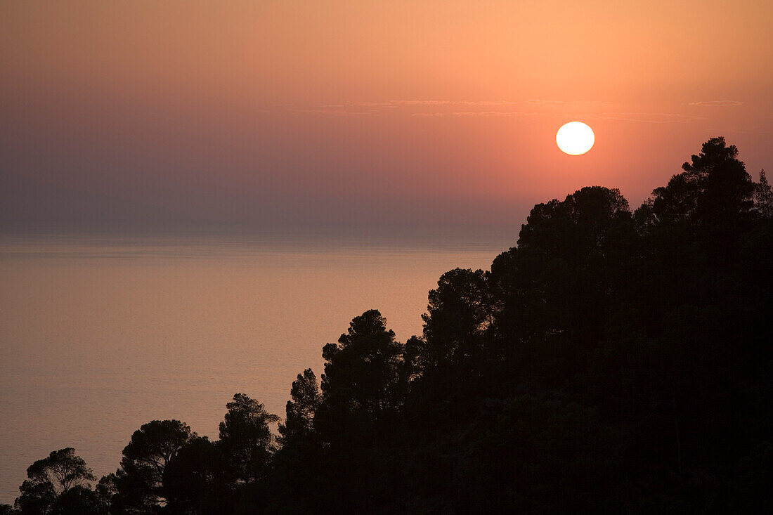 Pine Trees Sunset Silhouette, Near Estellencs, Mallorca, Balearic Islands, Spain