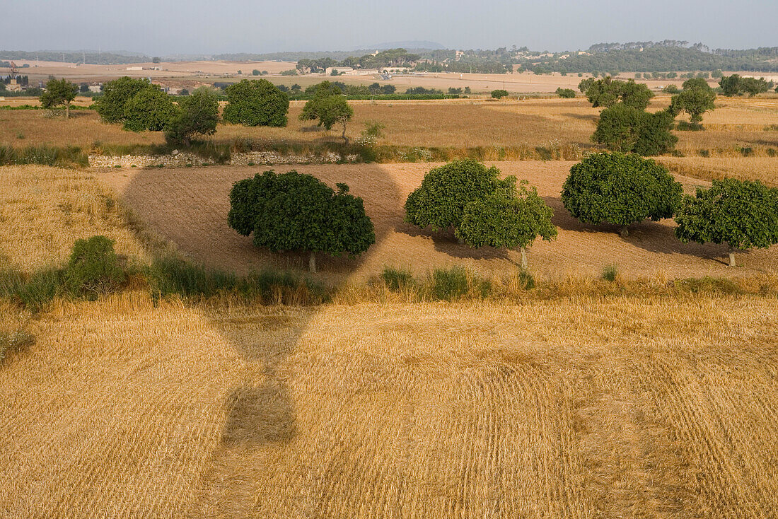 Luftaufnahme von Schatten eines Mallorca Balloons Heißluftballon auf Getreidefeld, nahe Manacor, Mallorca, Balearen, Spanien, Europa