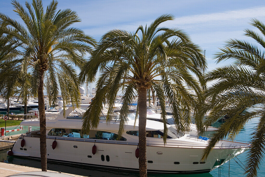 Palmen und Luxusyachten in der Portals Nous Marina, Portals Nous, nahe Palma, Mallorca, Balearen, Spanien, Europa