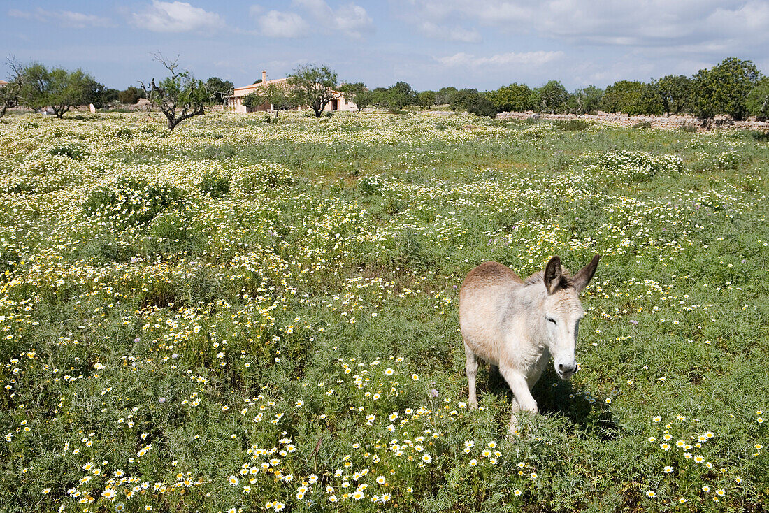 Donkey in Meadow with Finca, Near Cala Llombards, Mallorca, Balearic Islands, Spain