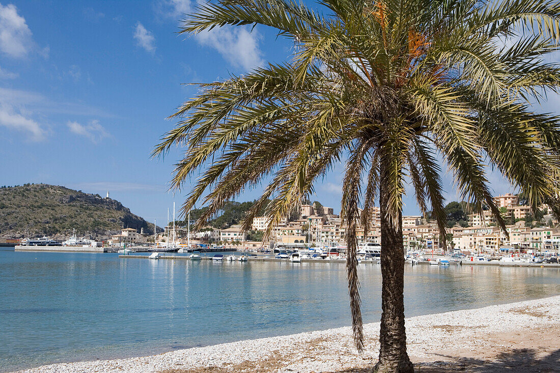 Palme und Strand, Port de Soller, Mallorca, Balearen, Spanien, Europa