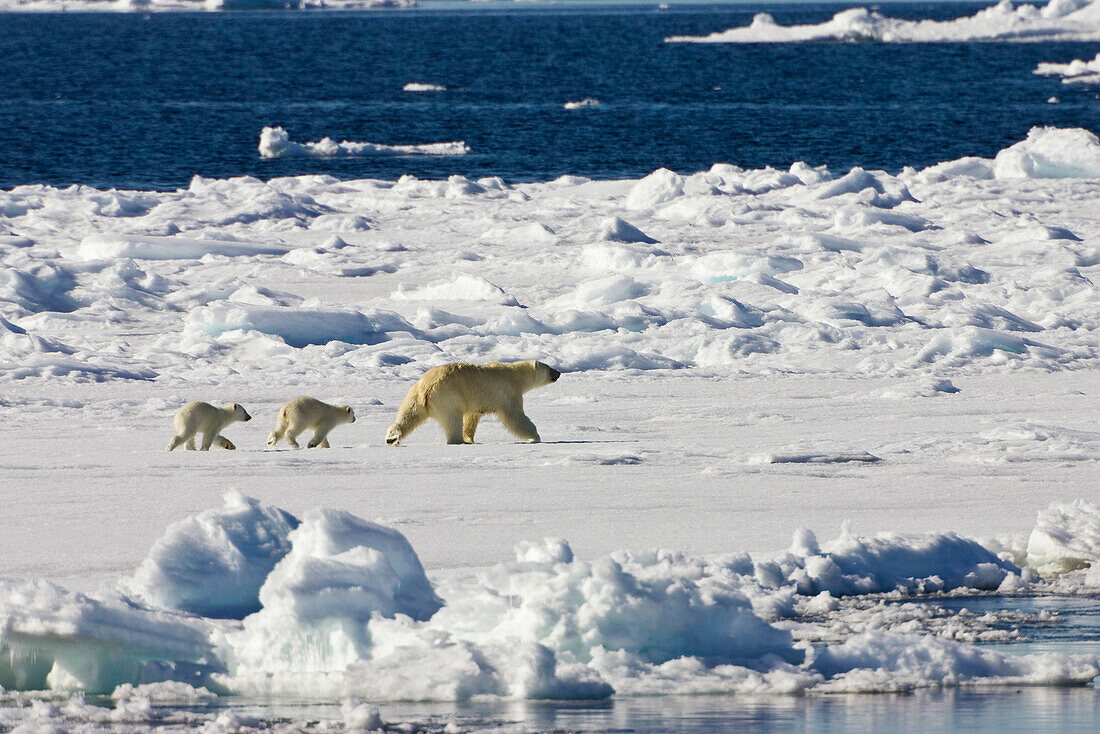 Polarbear with cubs on icefloe, Ursus maritimus, Svalbard, Norway
