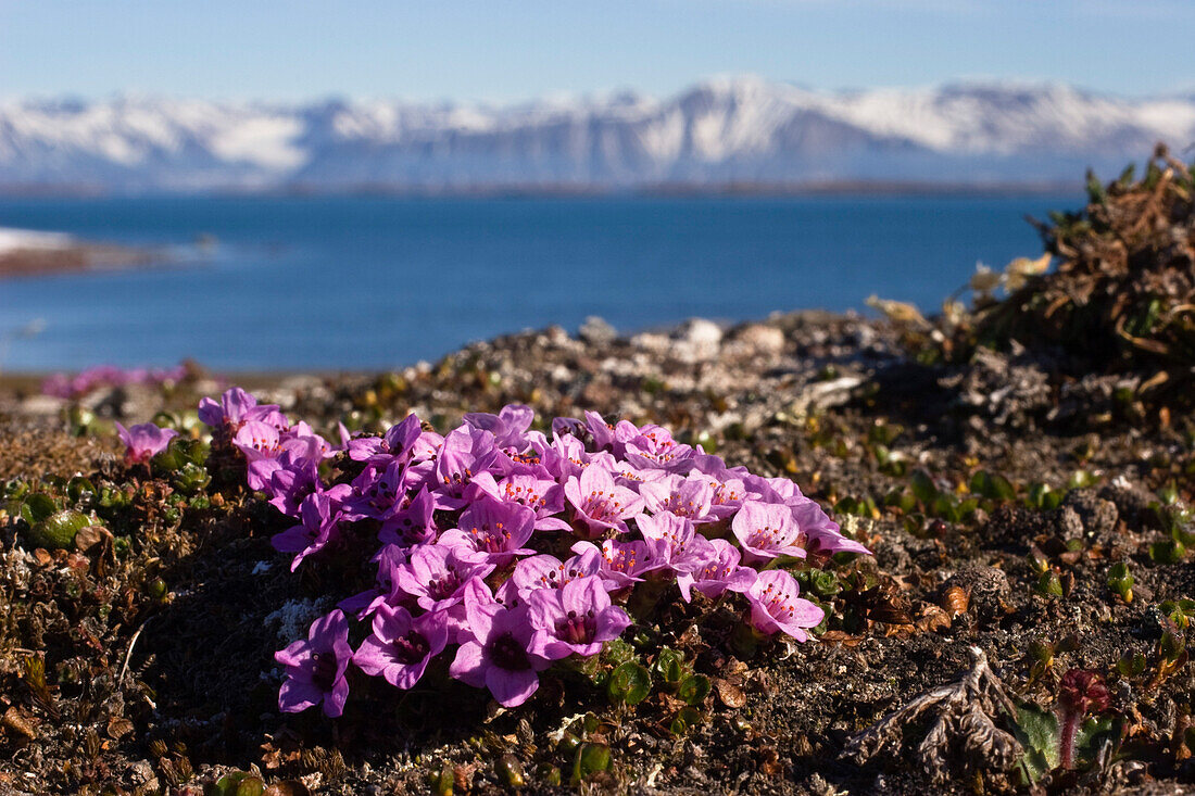 Roter Steinbrech, Saxifraga oppositifolia, Spitzbergen, Norwegen