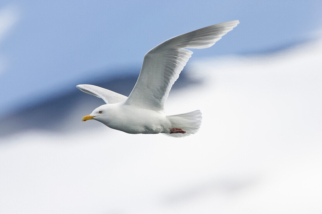 Eismöwe im Flug, Larus hyperboreus, Spitzbergen, Norwegen