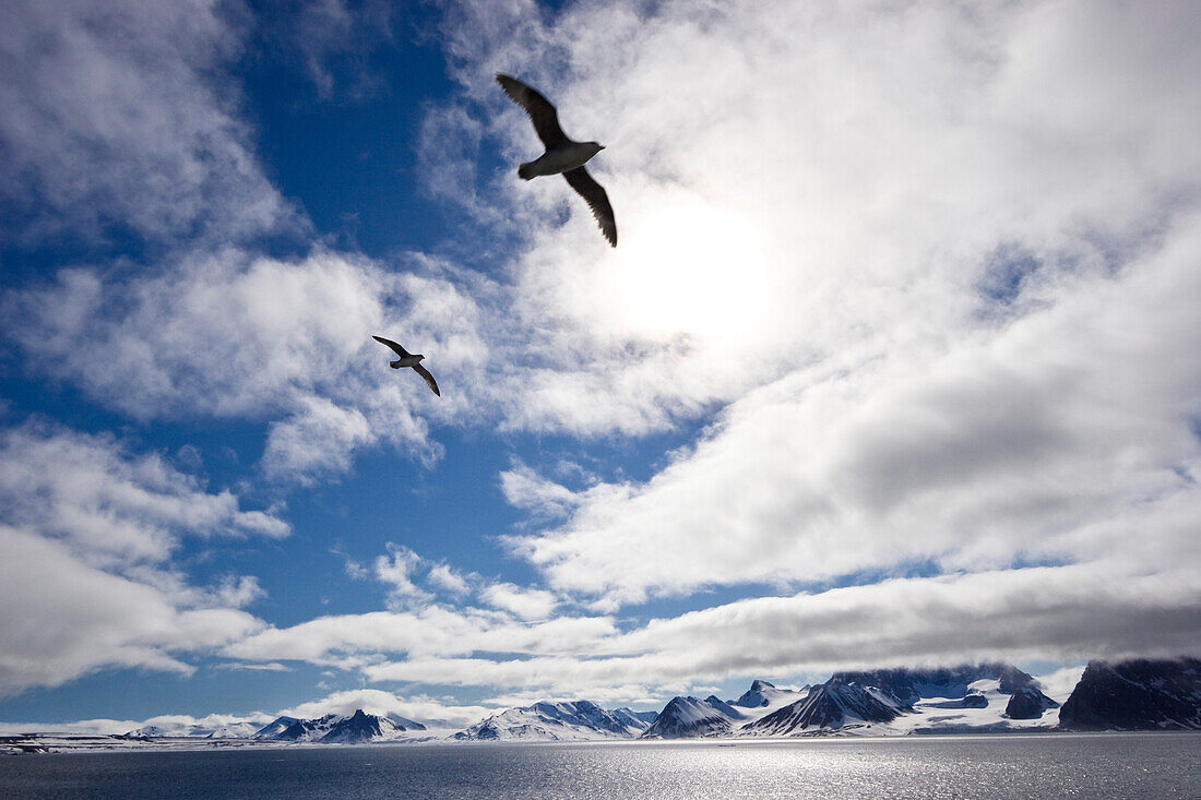 Fulmars in Hornsund, Spitsbergen, Svalbard, Norway