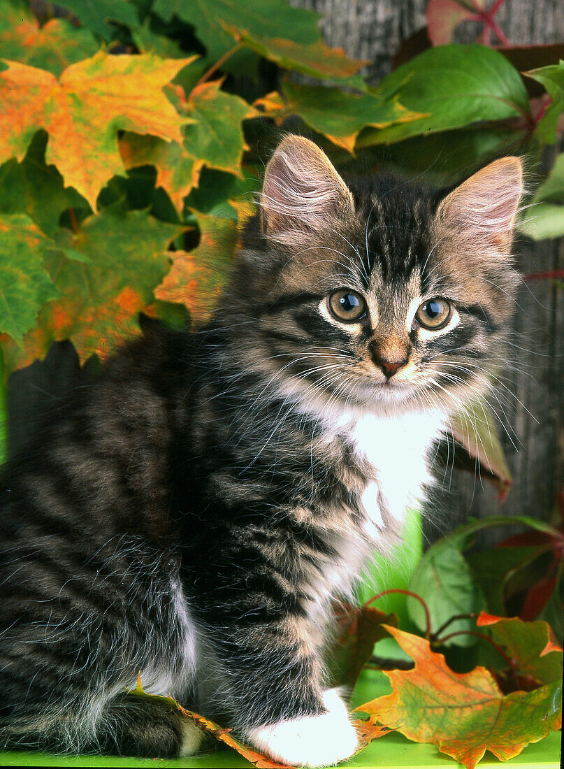 Cat, autumn leaves.