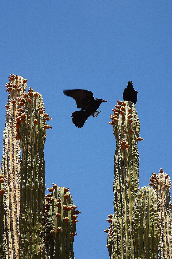 Birds and cactus at desert. Baja California, Mexico